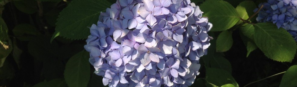 cropped-TOP_130701.jpg