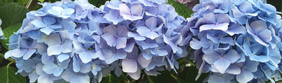 cropped-TOP_img150623.jpg