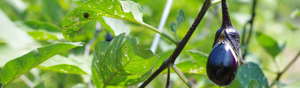 cropped-TOP_img150810.jpg