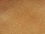 deer_LBR