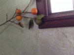 dy_141220-13