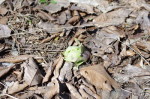 dy_150404-2