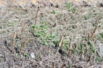 dy_150404-3