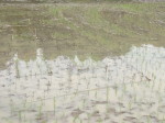 dy_150620-13