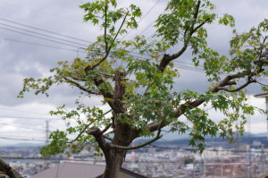 dy_150627-2