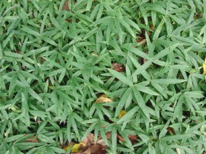 iv_110918-2