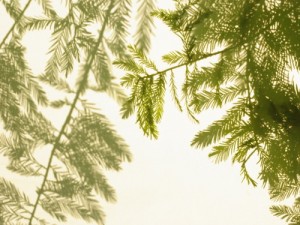iv_120926