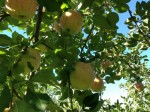 iv_131104-4