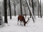 red-deer-1
