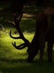 red-deer_summer