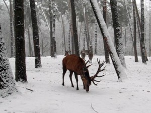 red-deer_winter