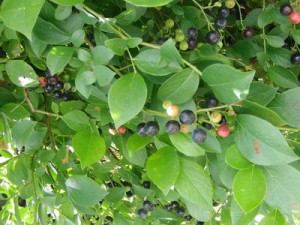 so_110831-12